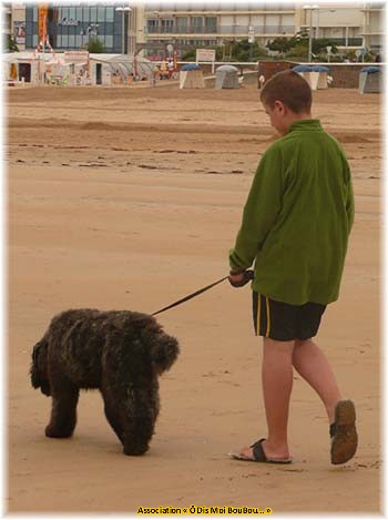 Bouvier des Flandres Association Ô Dis Moi BouBou